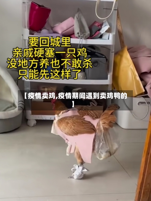 【疫情卖鸡,疫情期间遇到卖鸡鸭的】-第1张图片