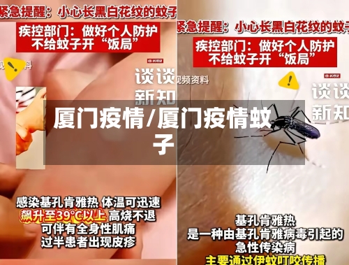 厦门疫情/厦门疫情蚊子-第2张图片